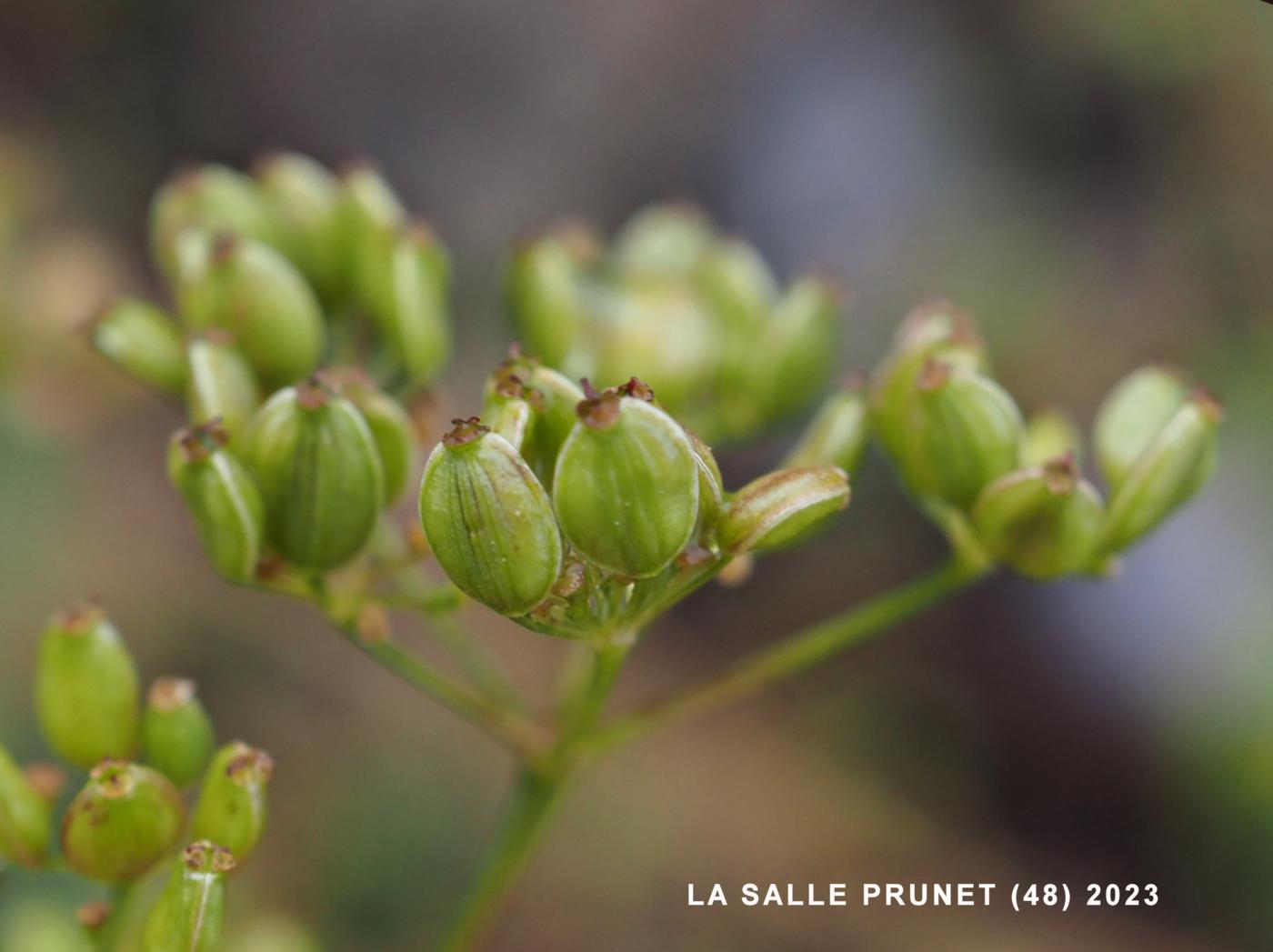 Parsnip, Wild fruit